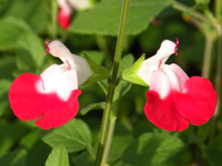 Salvia Hot Lips